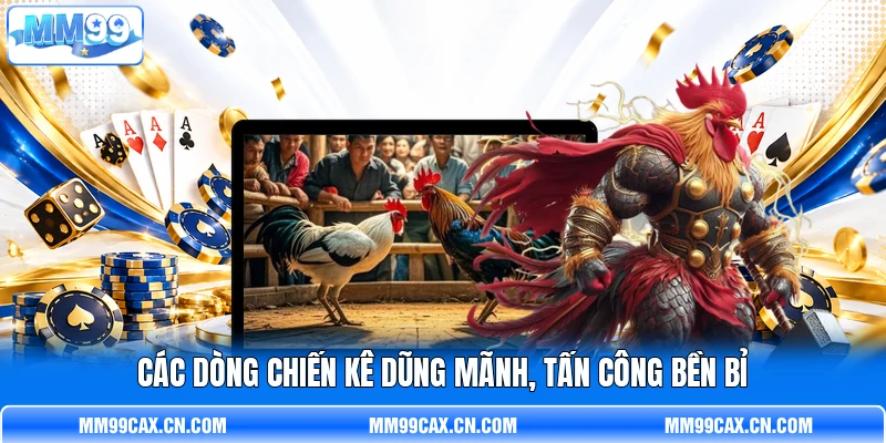 Các dòng chiến kê dũng mãnh, tấn công bền bỉ