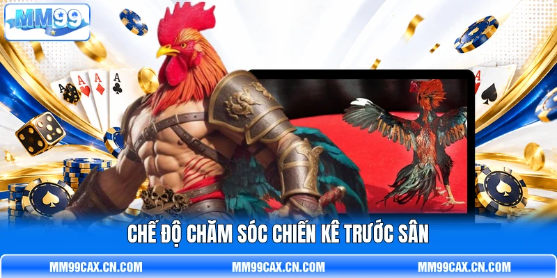 Chế độ chăm sóc chiến kê trước sân Chế độ chăm sóc chiến kê trước sân