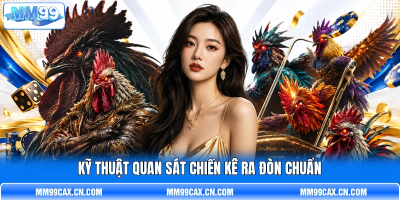 Kỹ thuật quan sát chiến kê ra đòn chuẩn Kỹ thuật quan sát chiến kê ra đòn chuẩn