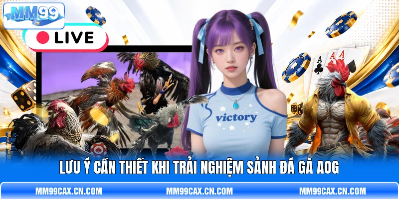 Lưu ý cần thiết khi trải nghiệm sảnh đá gà AOG